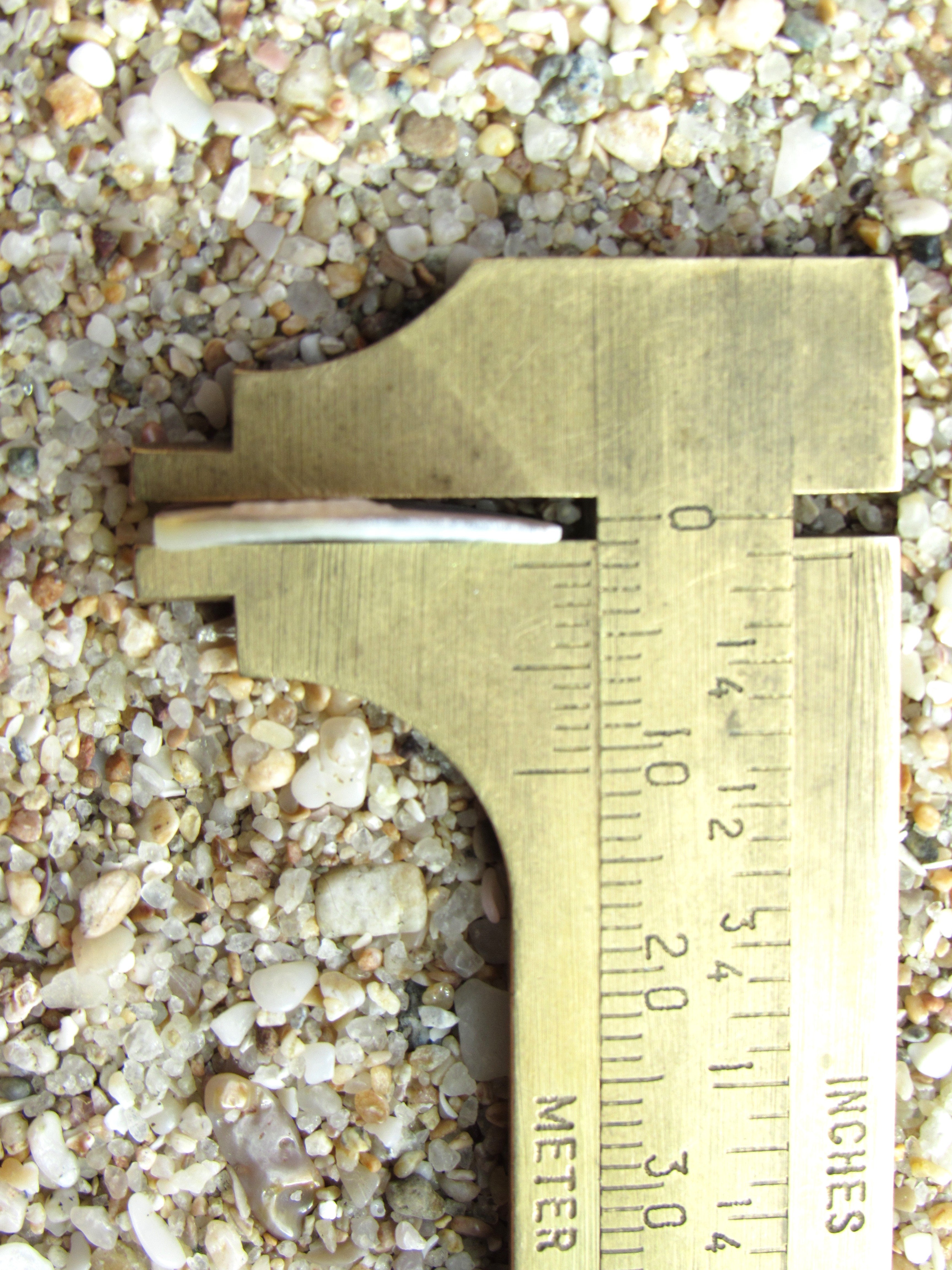 Akoya Oyster Shell Coin Beads - 17.5mm - Mother of Pearl Iridescent - Flat Round Disc Bead Supply